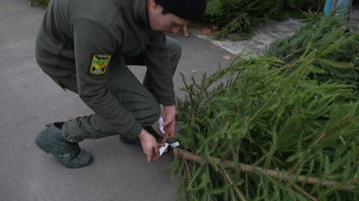 Де на Сумщині придбати ялинку та які ціни Де на Сумщині придбати ялинку та які ціни