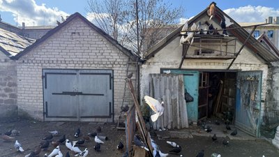 Родинське голуби в голубнике Покровський район Донецька область 19 березня 2025 рік Родинське голуби в голубнике Покровський район Донецька область 19 березня 2025 рік
