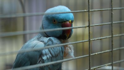 "Усі тварини — в стресі": наслідки дронової атаки по екологічно-натуралістичному центру Дніпра "Усі тварини — в стресі": наслідки дронової атаки по екологічно-натуралістичному центру Дніпра