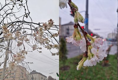 Чому в Луцьку розцвіли сакури в листопаді Чому в Луцьку розцвіли сакури в листопаді