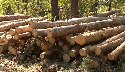 У лісництвах Черкащини заготовляють дрова для населення