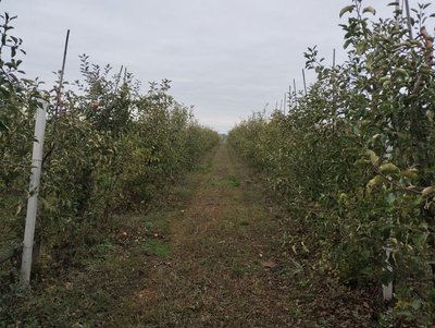 Посуха скоротила врожай на 20%. На Кіровоградщині завершили збирати яблука Посуха скоротила врожай на 20%. На Кіровоградщині завершили збирати яблука