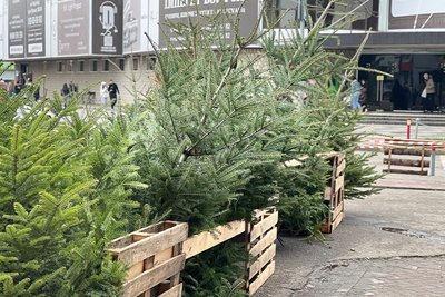 Ялинки, які продають на проспекті Незалежності у Чернівцях Ялинки, які продають на проспекті Незалежності у Чернівцях