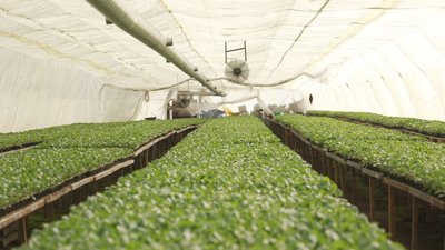 Перший урожай очікують у травні: на Вінниччині стартувала висадка капусти Перший урожай очікують у травні: на Вінниччині стартувала висадка капусти