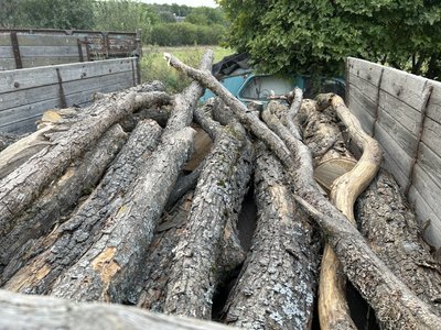 На Полтавщині почали заготовляти дрова: яка ціна та як придбати На Полтавщині почали заготовляти дрова: яка ціна та як придбати