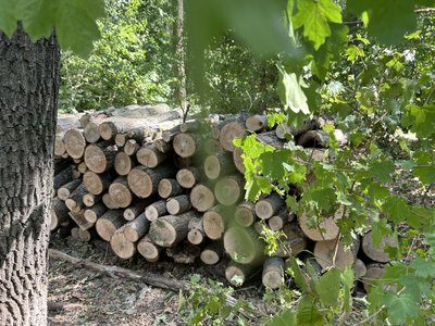 На Полтавщині почали заготовляти дрова: яка ціна та як придбати На Полтавщині почали заготовляти дрова: яка ціна та як придбати