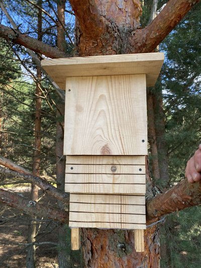 Міжнародна ніч кажанів: у нацпарку на Рівненщині облаштували будиночки для єдиних ссавців, які вміють літати Міжнародна ніч кажанів: у нацпарку на Рівненщині облаштували будиночки для єдиних ссавців, які вміють літати