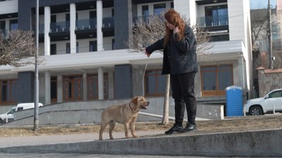 собака, тернопіль собака, тернопіль