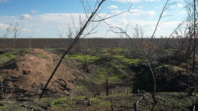 На Миколаївщині відновлюють лісосмуги На Миколаївщині відновлюють лісосмуги