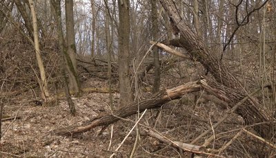 Дерева у лісі, частина з яких зламані Дерева у лісі, частина з яких зламані