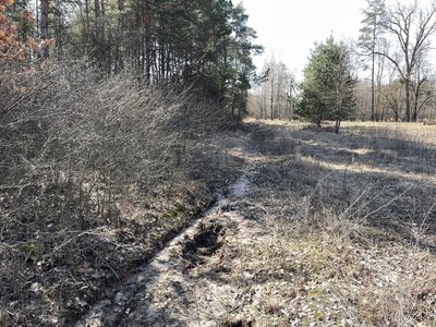 На Полтавщині зливали нечистоти з асенізатора у лісі та на околицях сіл: кого підозрюють у цьому місцеві На Полтавщині зливали нечистоти з асенізатора у лісі та на околицях сіл: кого підозрюють у цьому місцеві