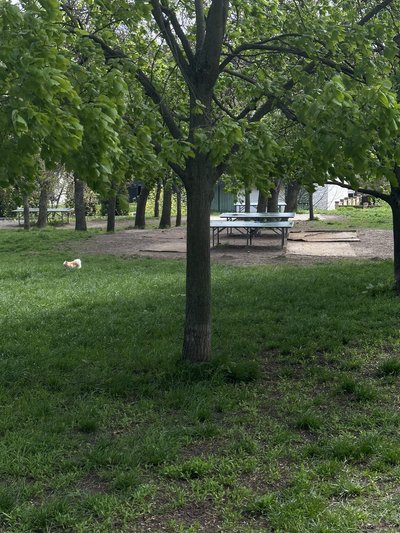 Солом'янський ландшафтний парк перетворився на пустелю. "Зеленбудівці" запевняють, що це тимчасово Солом'янський ландшафтний парк перетворився на пустелю. "Зеленбудівці" запевняють, що це тимчасово