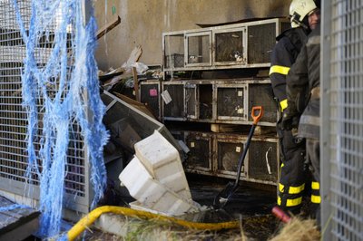 Рятувальники у вольєрі в зоопарку після влучання, Харків, 15 червня 2026 року. Рятувальники у вольєрі в зоопарку після влучання, Харків, 15 червня 2026 року.