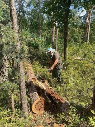 Рідкісна знахідка на Житомирщині: у трухлявій сосні знайшли гніздо болотних бджіл Рідкісна знахідка на Житомирщині: у трухлявій сосні знайшли гніздо болотних бджіл