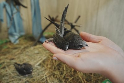 серпокрилець серпокрилець