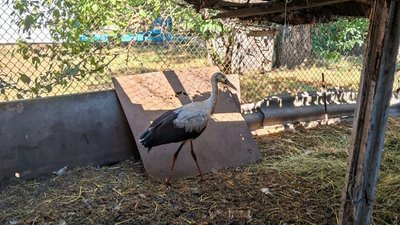 «Це жива істота, а не лялька»: на Кіровоградщині врятували осиротіле лелеченя «Це жива істота, а не лялька»: на Кіровоградщині врятували осиротіле лелеченя