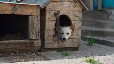 Шкода, тварини, Надія Клюшник, 9 червня 2026, Тернопіль Шкода, тварини, Надія Клюшник, 9 червня 2026, Тернопіль