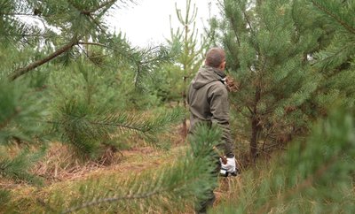 Ростуть більше шести років: як у лісництвах Черкащини вирощують ялинки до свят Ростуть більше шести років: як у лісництвах Черкащини вирощують ялинки до свят