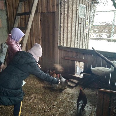 Козулі разом із птахами: як на Рівненщині діє пришкільний мінізоопарк Козулі разом із птахами: як на Рівненщині діє пришкільний мінізоопарк