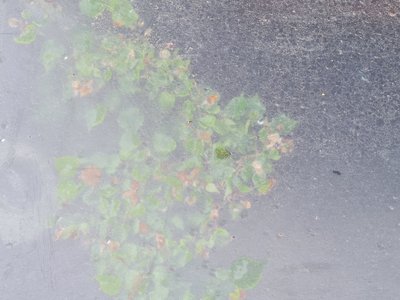 У підземеллі в центрі Житомира проросло дерево через відсутність вентиляції У підземеллі в центрі Житомира проросло дерево через відсутність вентиляції