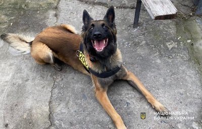 13-річних братів-близнюків з Кам’янського, які зникли майже місяць тому, знайшла вівчарка-пошуківець 13-річних братів-близнюків з Кам’янського, які зникли майже місяць тому, знайшла вівчарка-пошуківець