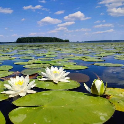 На території нацпарку на Рівненщині цвіте латаття сніжно-біле зі Зеленої книги України. Що про нього відомо На території нацпарку на Рівненщині цвіте латаття сніжно-біле зі Зеленої книги України. Що про нього відомо