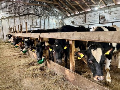 За рік — 90 тисяч літрів молока: як працює сімейна ферма на Волині