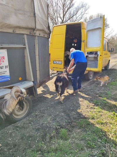 Не виїжджали через кіз: на Сумщині волонтери евакуювали з прикордоння подружжя з майже чотирма десятками тварин Не виїжджали через кіз: на Сумщині волонтери евакуювали з прикордоння подружжя з майже чотирма десятками тварин
