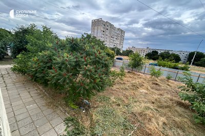 "У місті немає парків": жителі Теплодара протестують проти вирубки дерев у центральному сквері "У місті немає парків": жителі Теплодара протестують проти вирубки дерев у центральному сквері