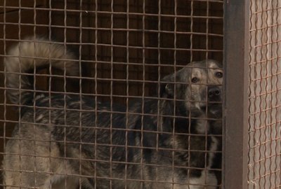 Тварин нікуди селити — черкаський міський притулок "Друг" переповнений Тварин нікуди селити — черкаський міський притулок "Друг" переповнений