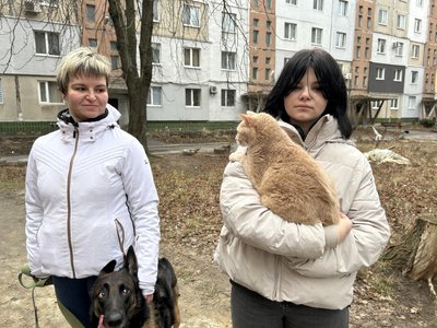 У Полтаві для бази донорів крові котів та собак шукають нових тварин У Полтаві для бази донорів крові котів та собак шукають нових тварин