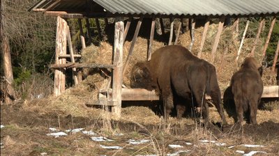 Як у Банилівському лісництві на Буковині підгодовують тварин взимку Як у Банилівському лісництві на Буковині підгодовують тварин взимку