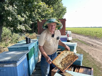 На Полтавщині пасічники завершують збір меду: яким буде урожай 2026-го На Полтавщині пасічники завершують збір меду: яким буде урожай 2026-го