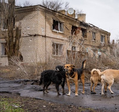 "Варю каші, консерви даю. Сам я — якось обійдусь". 77-річний чоловік у зоні війни опікується десятьма собаками "Варю каші, консерви даю. Сам я — якось обійдусь". 77-річний чоловік у зоні війни опікується десятьма собаками