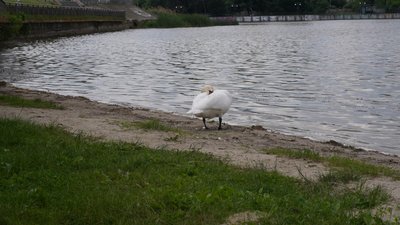 Самотній лебідь на пляжі у Хмельницькому: чому птах не боїться людей та як йому не зашкодити Самотній лебідь на пляжі у Хмельницькому: чому птах не боїться людей та як йому не зашкодити