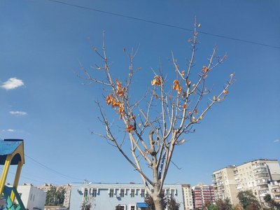 Жителі Сум скаржаться на відсутність догляду за зеленими насадженнями Жителі Сум скаржаться на відсутність догляду за зеленими насадженнями