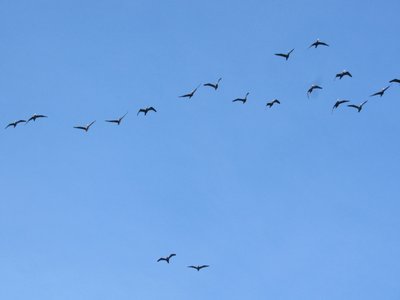 баклани, Дністровський каньйон, дністер, пташки баклани, Дністровський каньйон, дністер, пташки