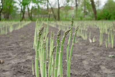 спаржа, урожай спаржі, пагони спаржі спаржа, урожай спаржі, пагони спаржі