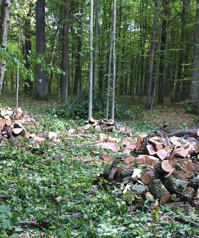 ліс, дерева, був, порубка, кримінал, закон, Житомирщина, лісгосп ліс, дерева, був, порубка, кримінал, закон, Житомирщина, лісгосп