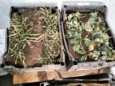 Посіви озимини на Волині та вплив погоди на їхню перезимівлю: що показав моніторинг Посіви озимини на Волині та вплив погоди на їхню перезимівлю: що показав моніторинг