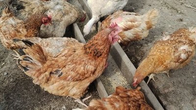 На Кіровоградщині перед Великоднем подорожчали яйця: чи подешевшають після На Кіровоградщині перед Великоднем подорожчали яйця: чи подешевшають після