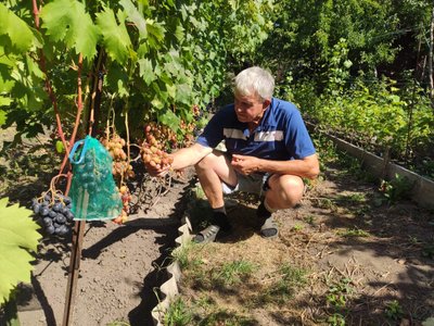 виноград, виноградник, світлий виноград виноград, виноградник, світлий виноград