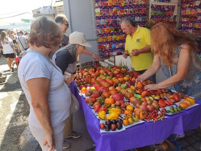 Сорти, насіння, вирощування помідорів Сорти, насіння, вирощування помідорів