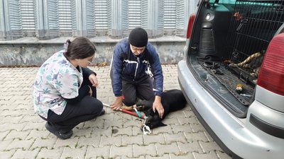 Фахівець з відлову тварин Сергій Абрамов разом із колегою під час вилову собаки Фахівець з відлову тварин Сергій Абрамов разом із колегою під час вилову собаки