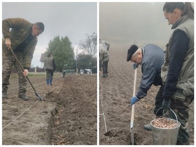 Жолуді, розсадник, дуб звичайний Жолуді, розсадник, дуб звичайний