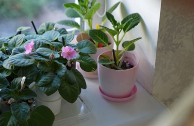 Фіалка за донат: черкащанка продає квіти задля підтримки ЗСУ Фіалка за донат: черкащанка продає квіти задля підтримки ЗСУ