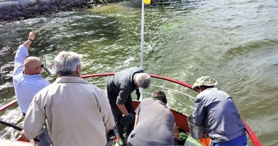 водорості хлорели, став водорості хлорели, став