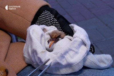 Прихистила на зиму 28 кажанів: як волонтерка з Одеси рятує тварин Прихистила на зиму 28 кажанів: як волонтерка з Одеси рятує тварин