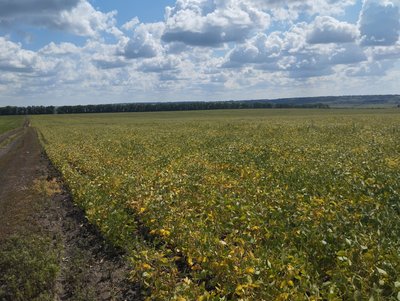 На Полтавщині через засуху прогнозують низьку урожайність сої