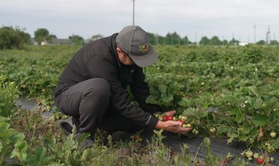 Ігор Баранчук, полуниці, ряди полуниць Ігор Баранчук, полуниці, ряди полуниць